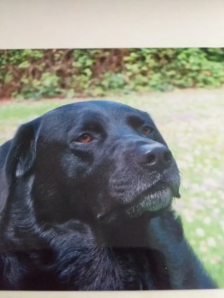 Image from Blacky