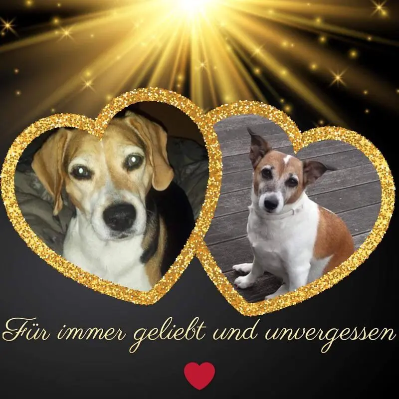 Condolence image of Sabine mit Luna & Milo tief im Herzen