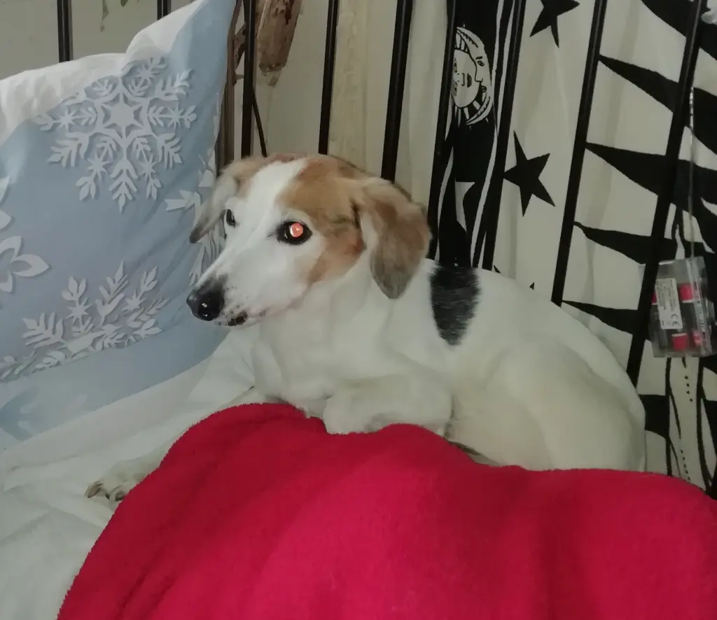 Image from Trixi
