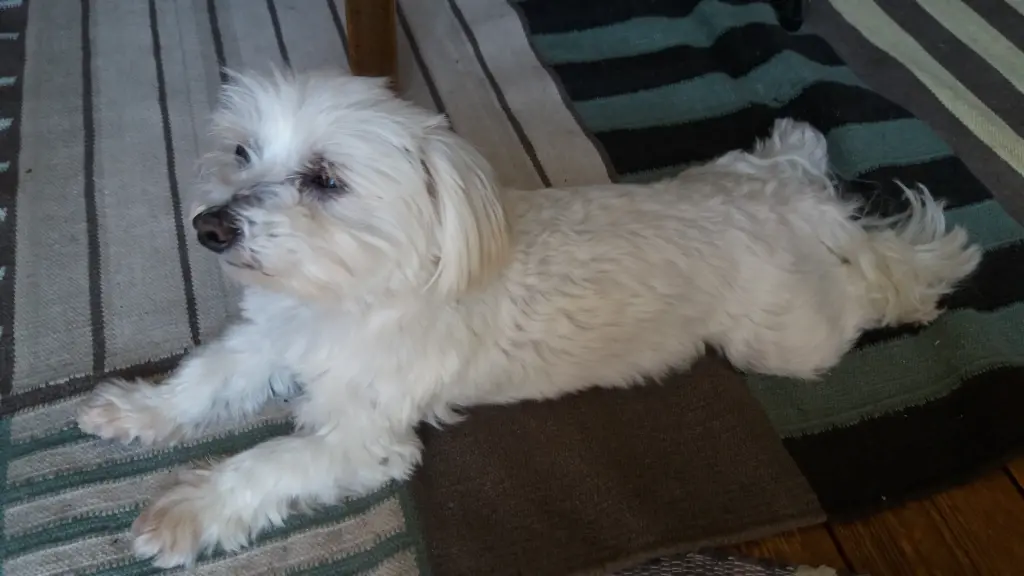 Andachtsbild von Elena mit Jack im ❤️