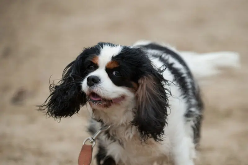Andachtsbild von Iris mit Herzchen, Finja und Dagon im Herzen