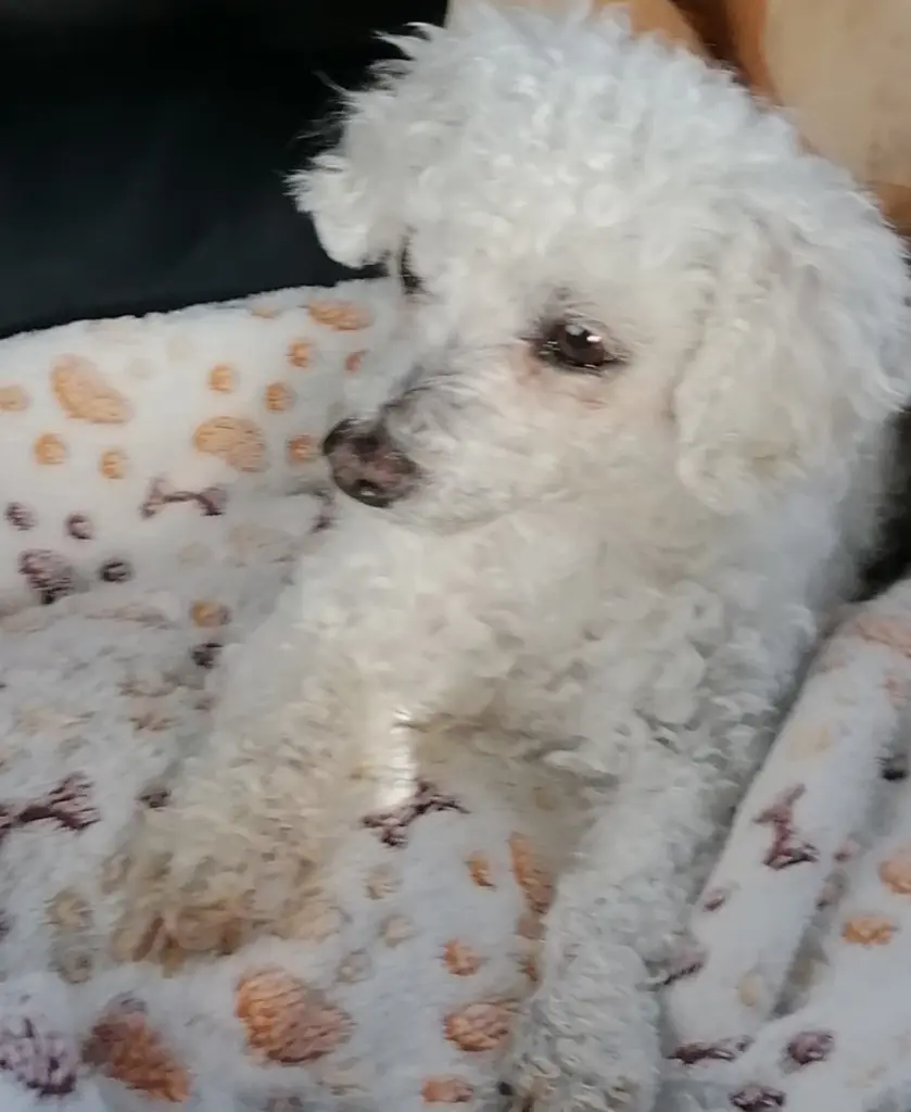 Andachtsbild von Gaby u Thomy ❤ Snowy