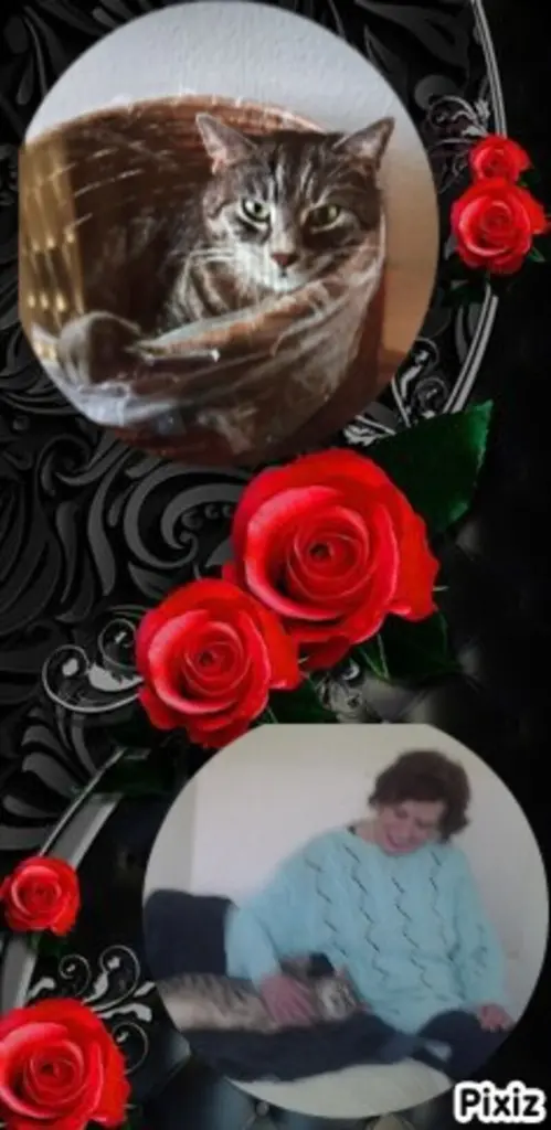 Condolence image of In Gedenken an Silvia und ihr Sternchen Gatita ♥️