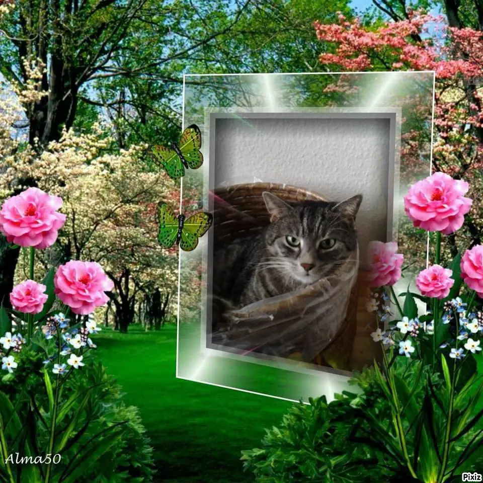 Image from Katzenmutti Silvia