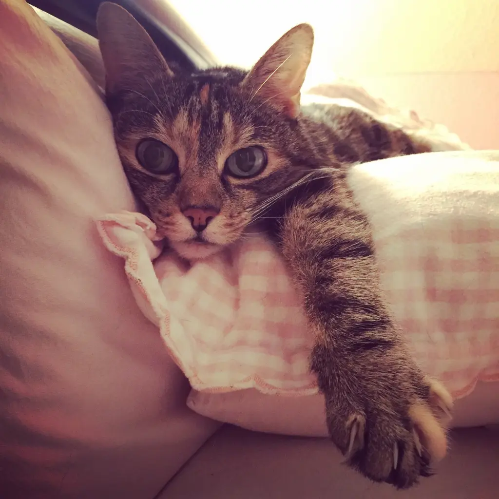 Image from Nelly