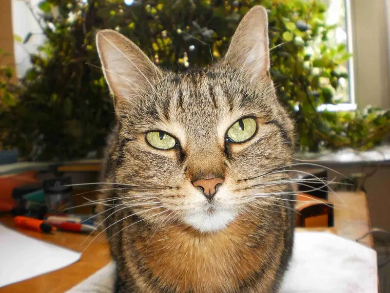 Image from Gismo