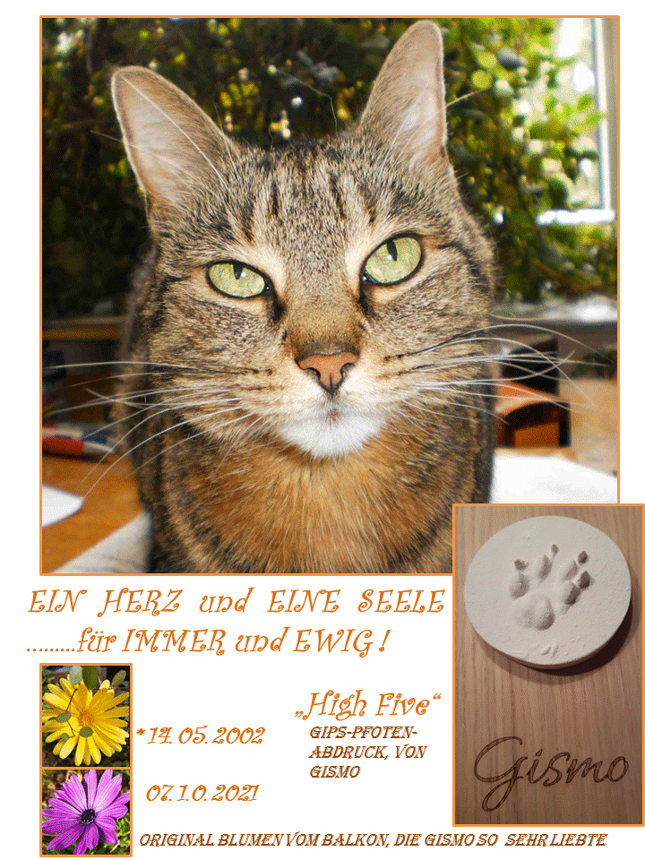 Image from Gismo