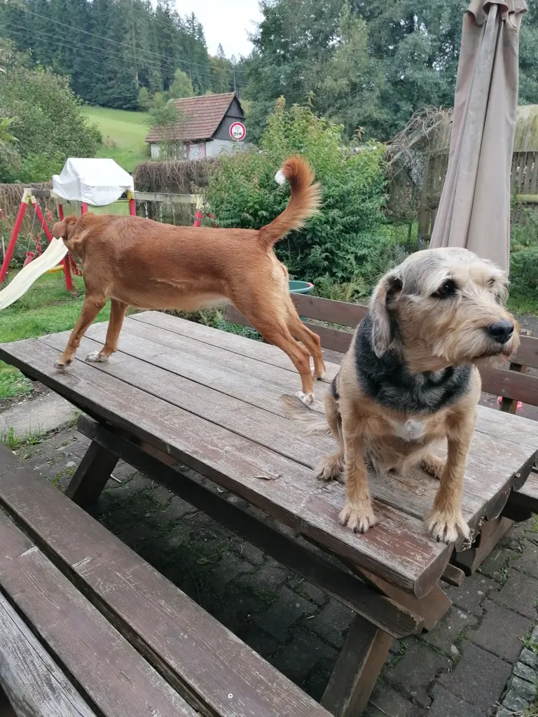 Andachtsbild von Verena