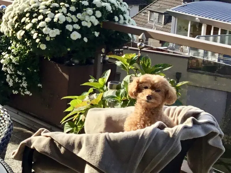 Condolence image of Petra mit Cosy für immer im Herzen❤️