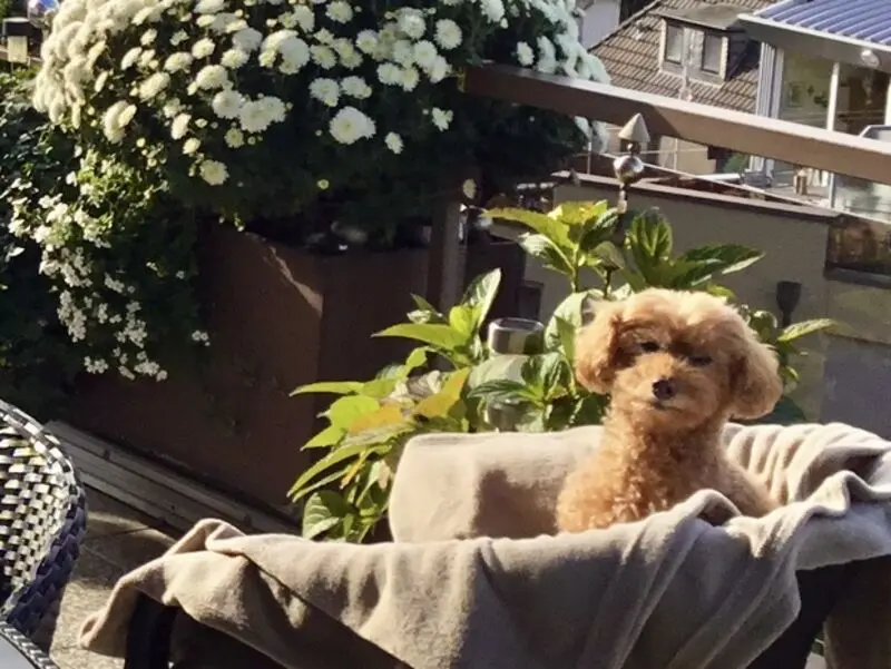 Condolence image of Petra mit Cosy fürimmer im Herzen❤️