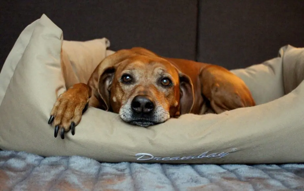 Image from Nala