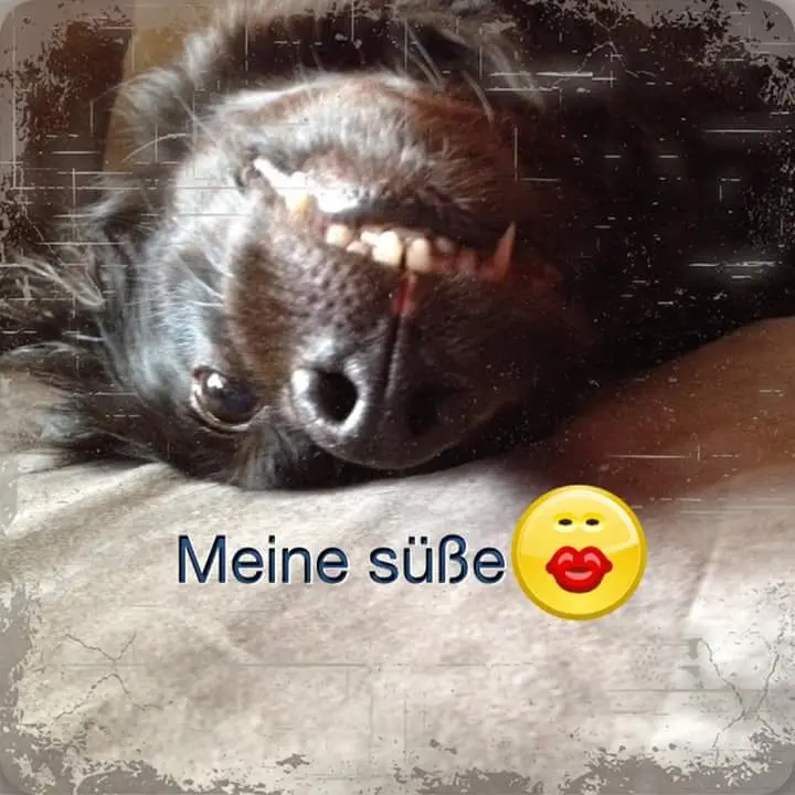 Image from Sari