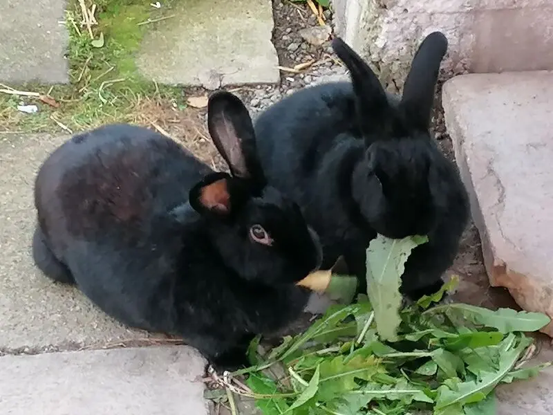 Andachtsbild von Andrea