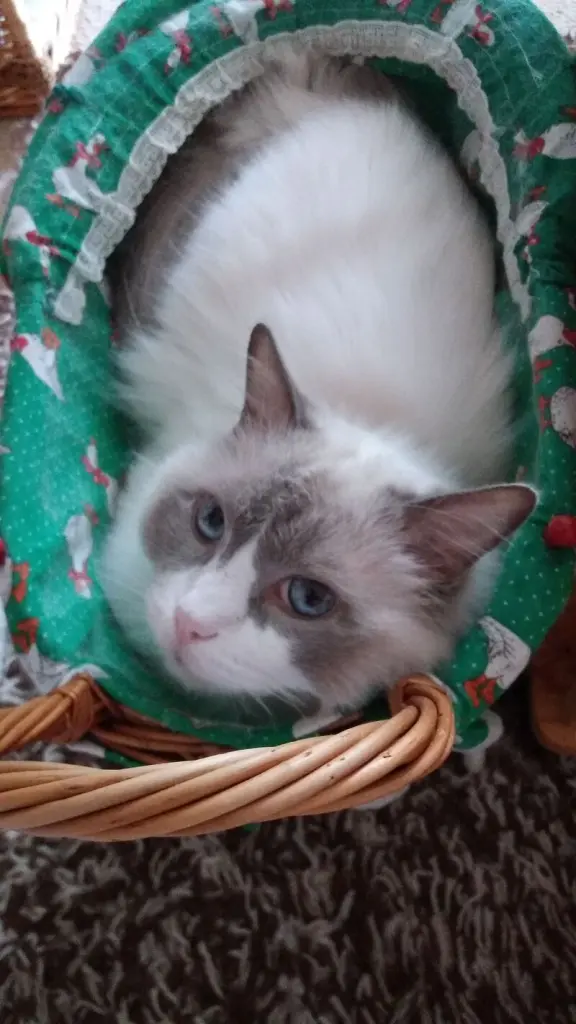 Andachtsbild von Kirsten mit Kjelti im Herzen ♥