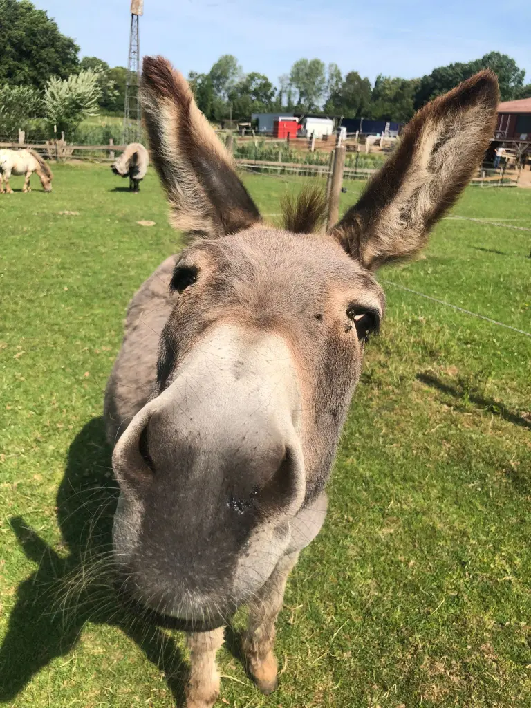 Andachtsbild von Valeska