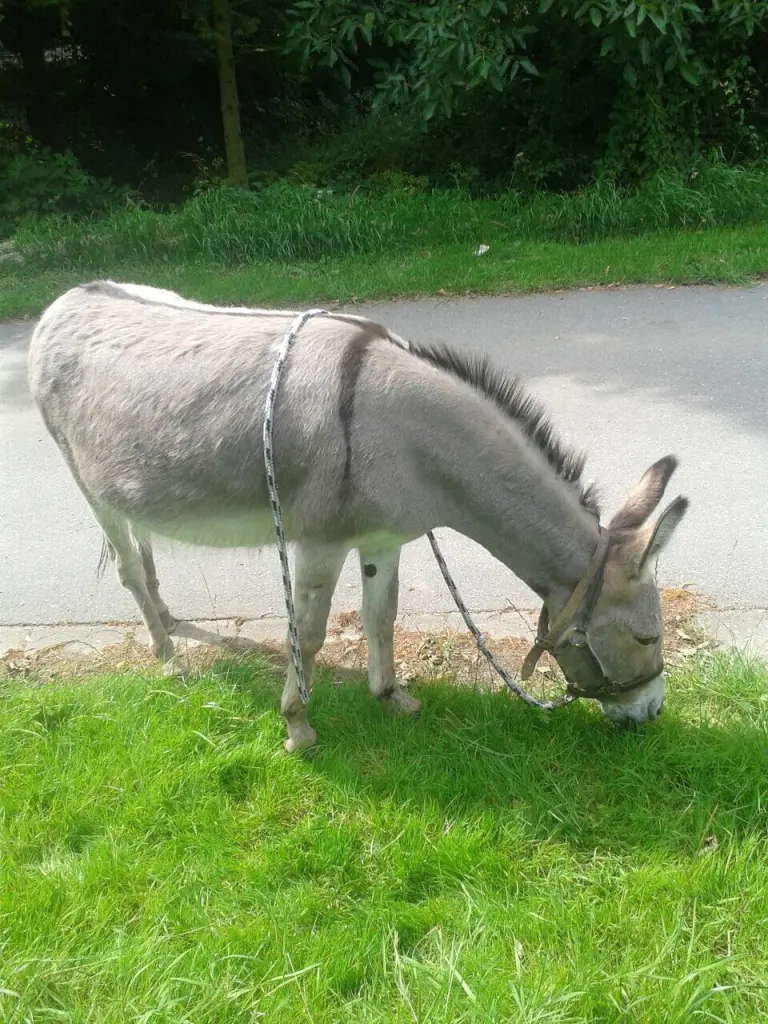 Andachtsbild von Anna