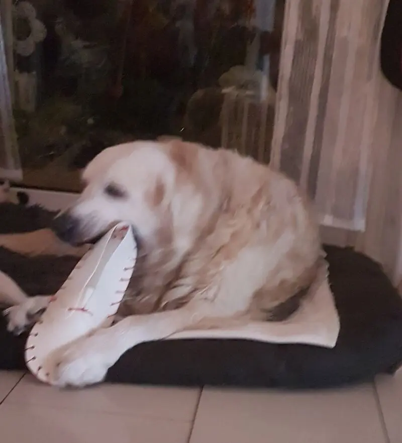 Condolence image of Biggi