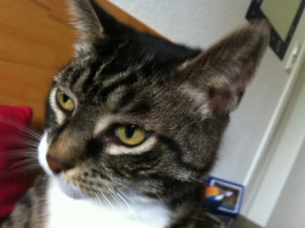 Image from Luna