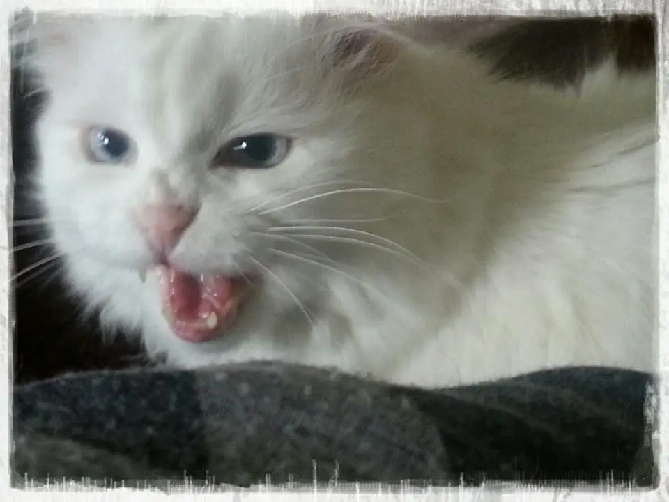 Condolence image of Filiz