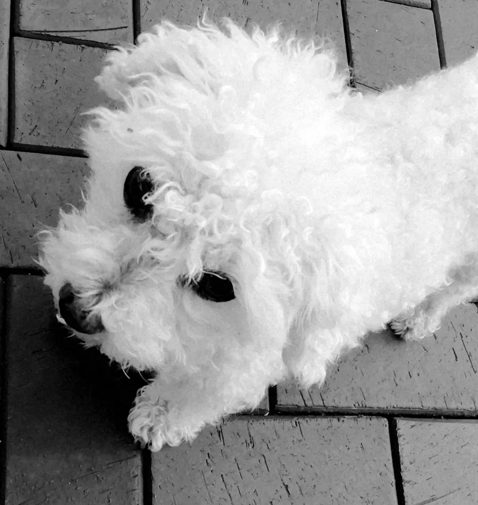 Condolence image of Gaby mit Snowy ❤️