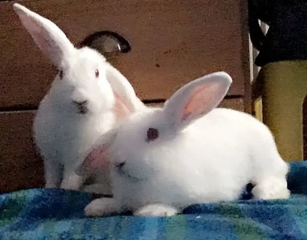 Image from Stella