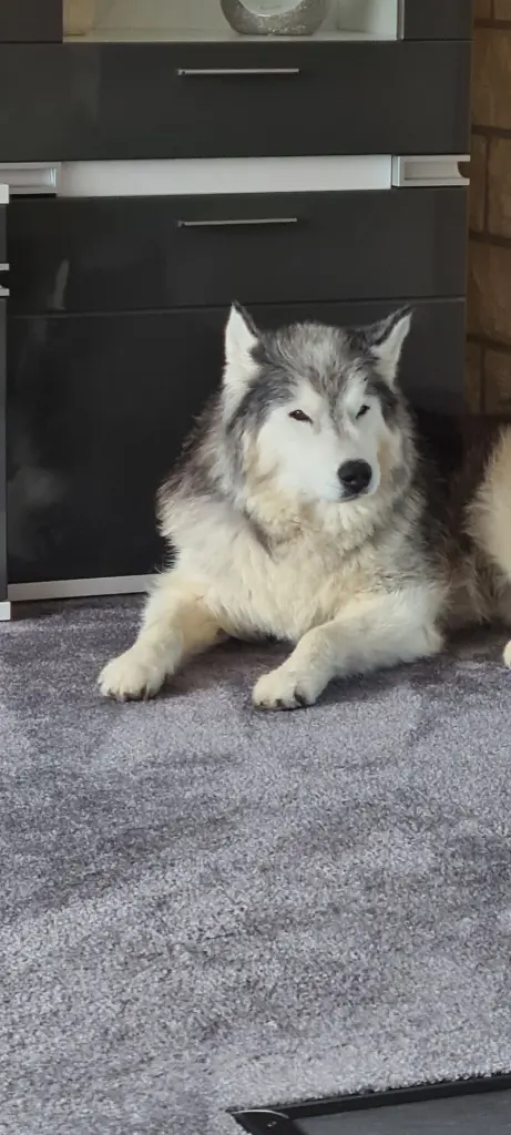 Condolence image of Jörg& Sabine mit Yukon tief im ❤
