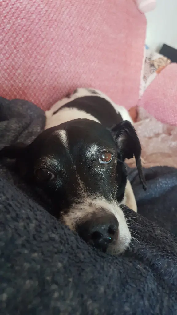 Image from Julchen