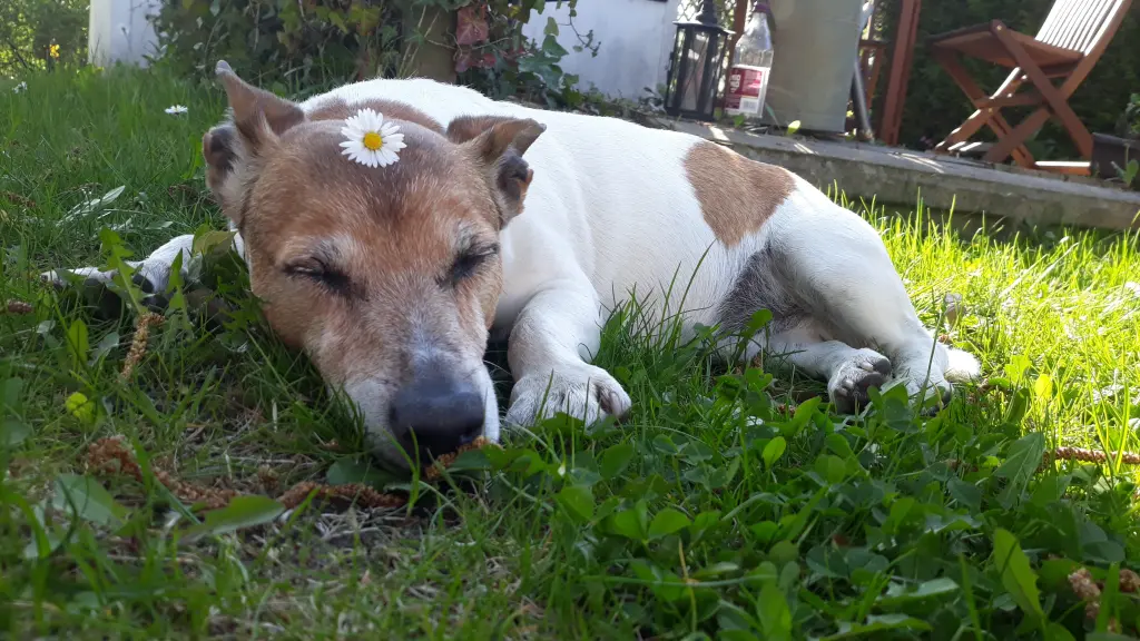 Image from Muffin