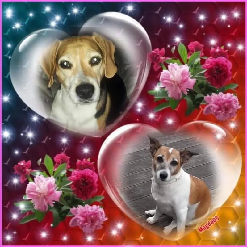Condolence image of Sabine mit Luna & Milo tief im Herzen