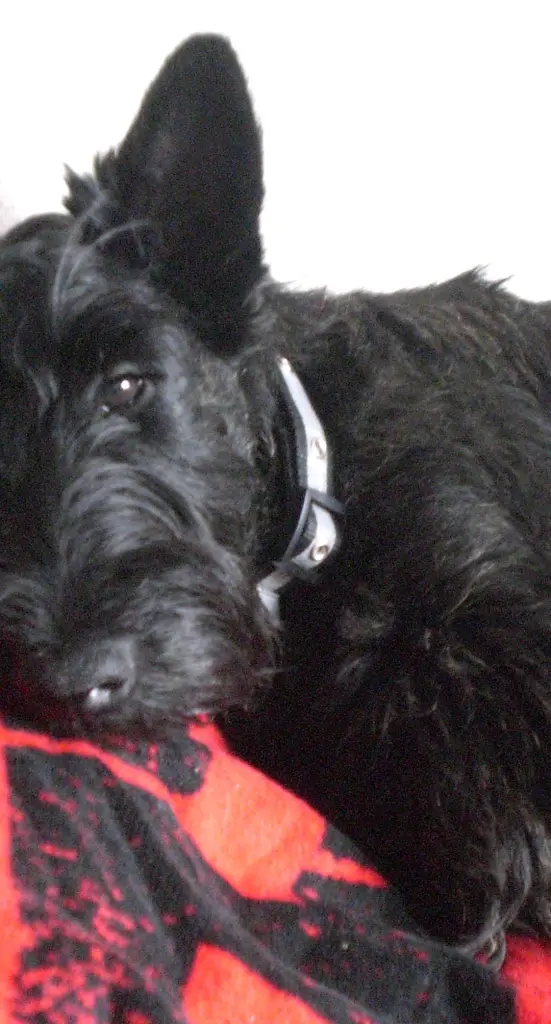 Condolence image of Sandra mit Guinness