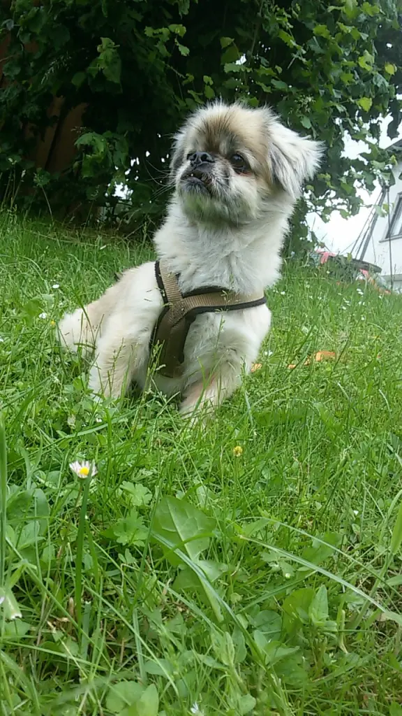 Image from Coco