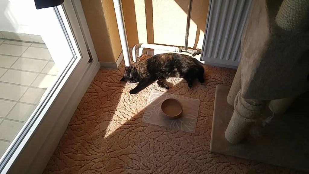 Image from Coco