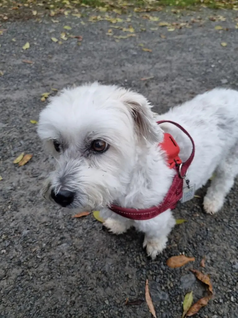 Condolence image of Birgit mit Luna