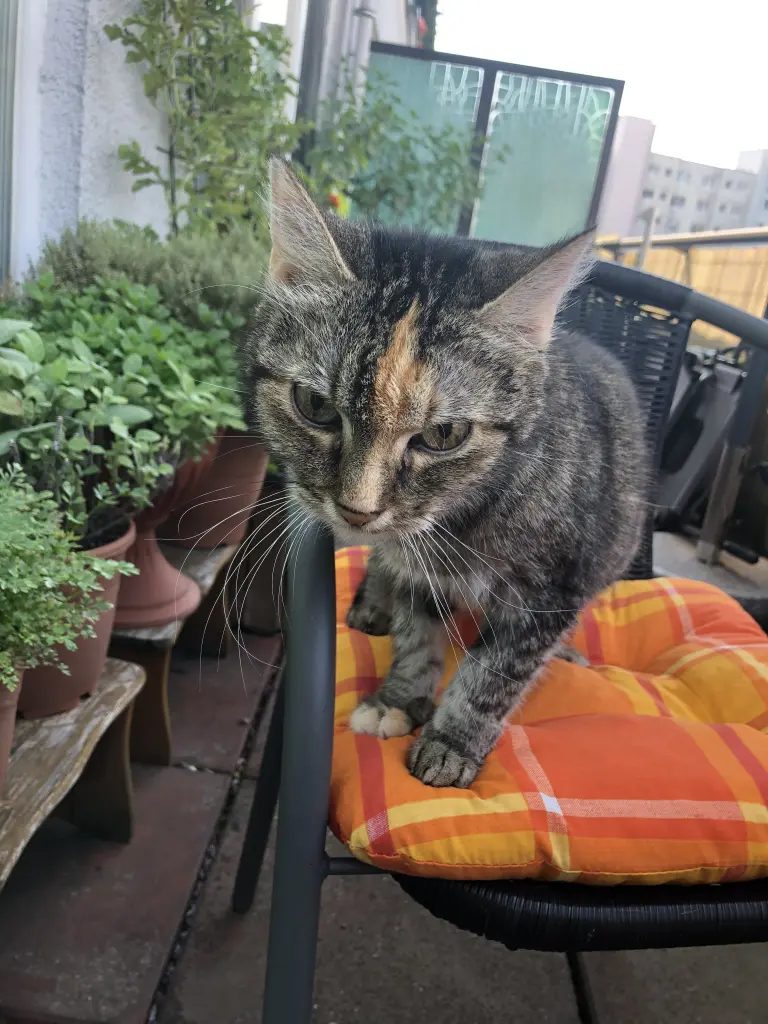 Image from Momo