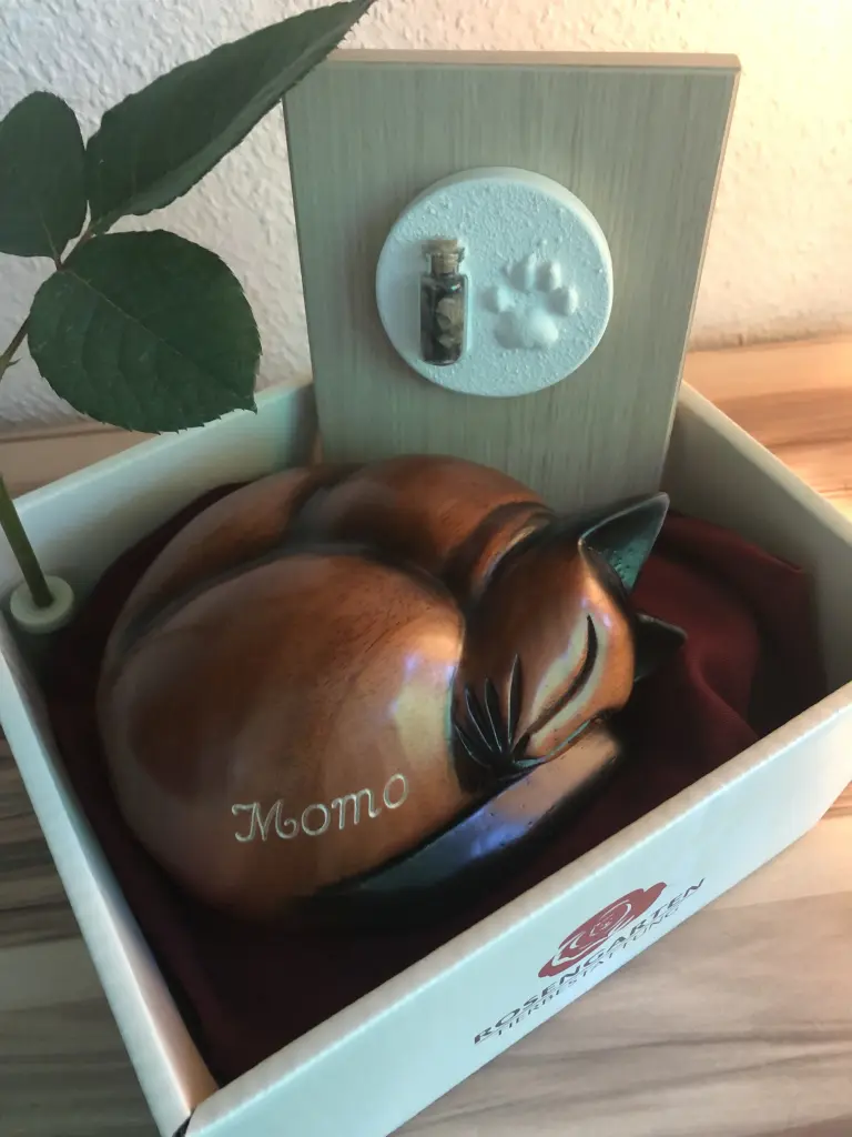 Image from Momo