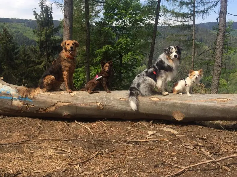 Condolence image of Michaela mit Angus und Twix