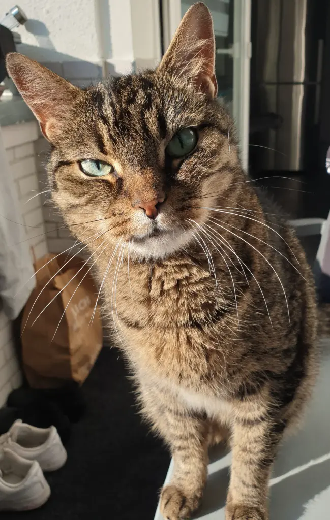 Image from Gismo