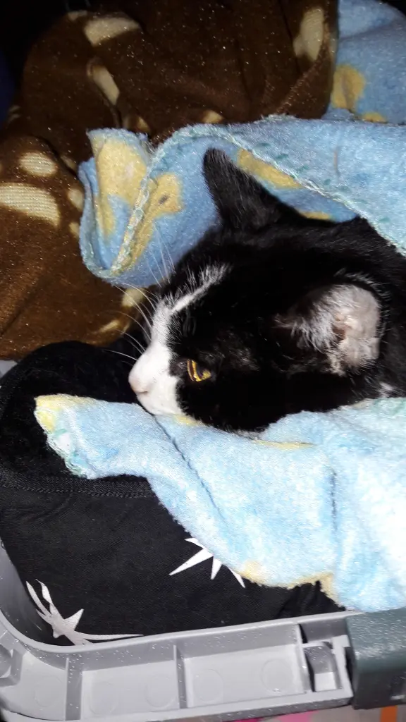 Condolence image of Nici