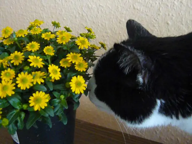Condolence image of inge