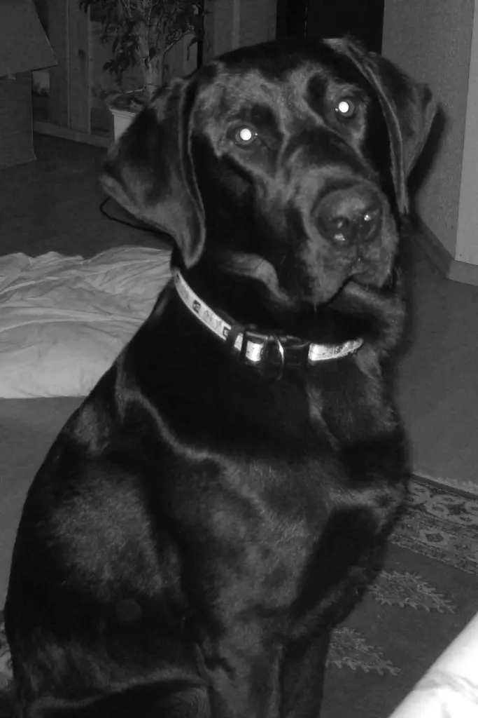 Image from Zorro
