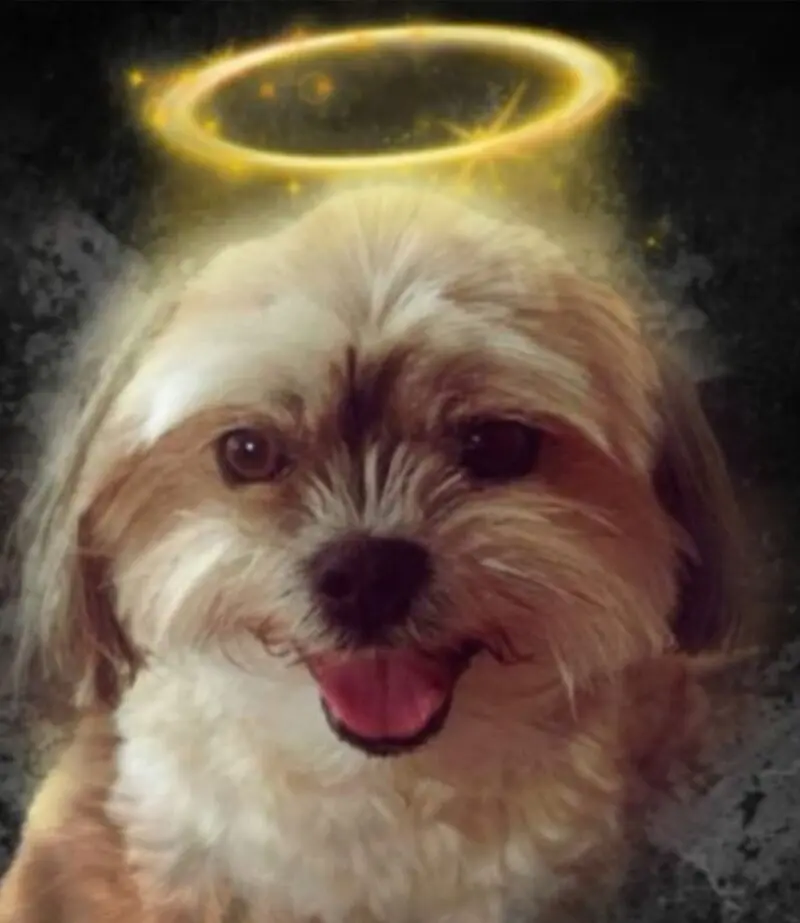 Condolence image of Julia