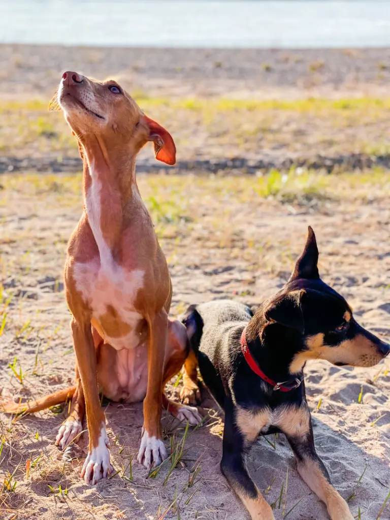 Condolence image of Tatjana & Dobby