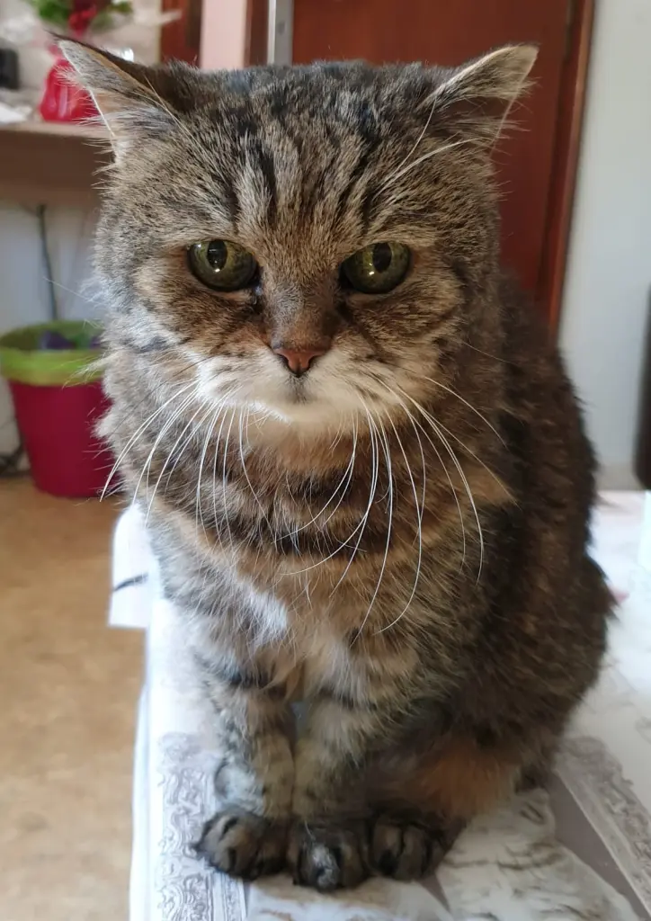 Image from Tiggy