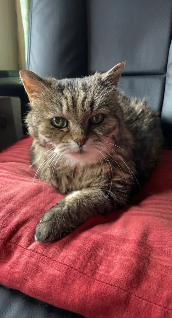 Image from Tiggy
