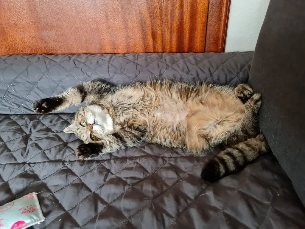 Image from Tiggy