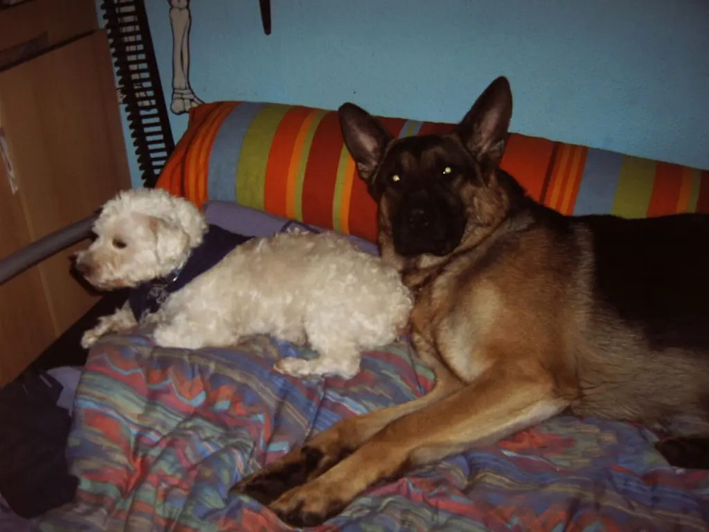 Condolence image of Alina