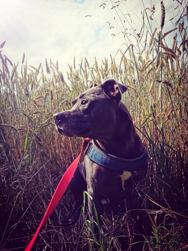 Image from Marley