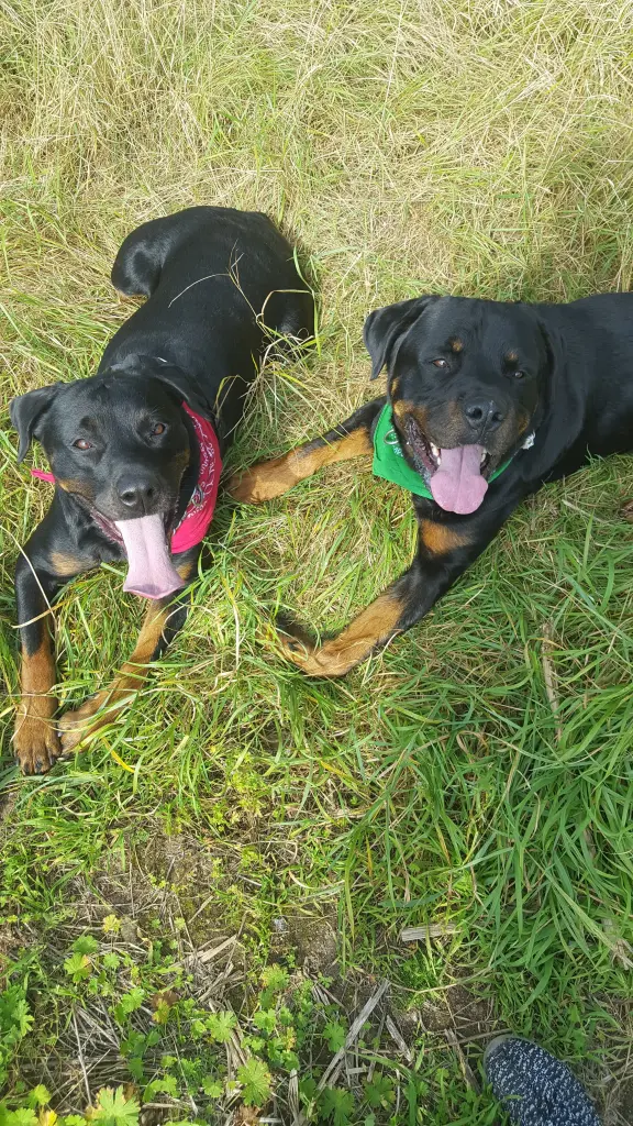 Image from Brutus
