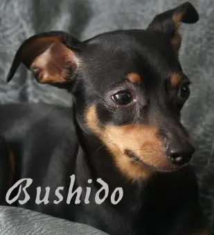 Image from Bushido