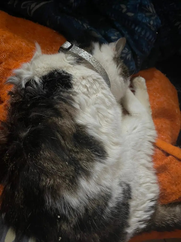 Image from Cleo